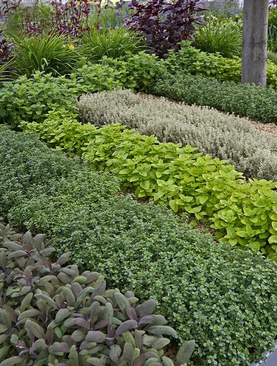 Designing Your Herb Garden Designing Your Herb Garden
