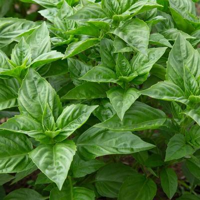 Herbs