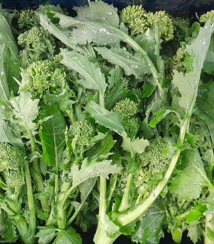 Broccoli ''Spring Raab'' - Broccoli raab from Prides Corner Farms