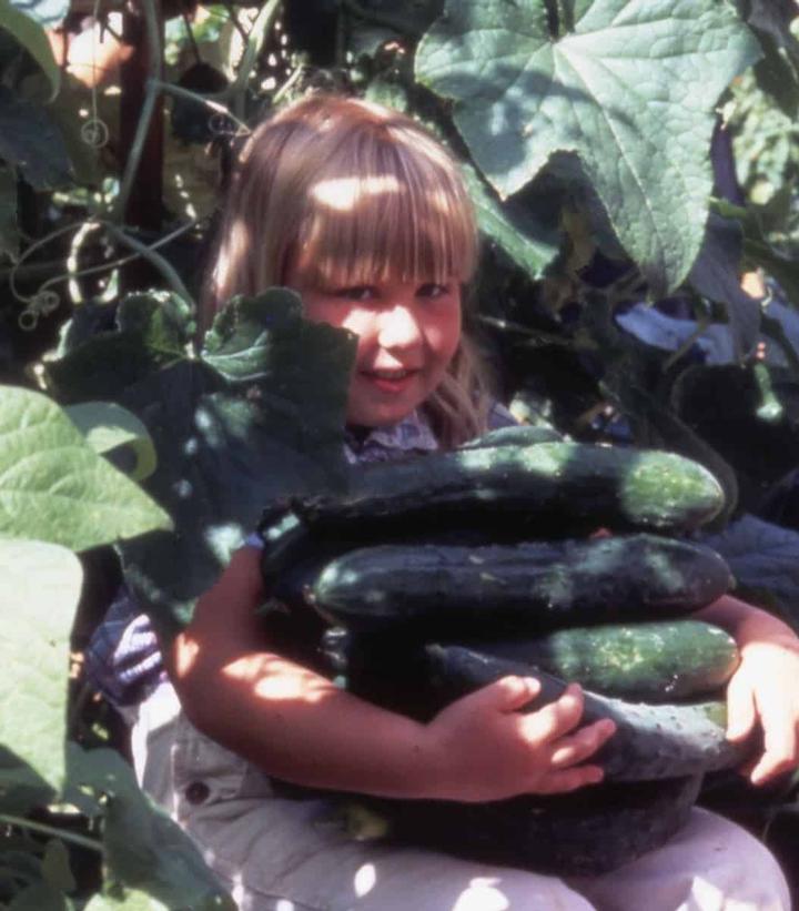 Cucumber ''Sweet Success'' - Image credit- All America Selections