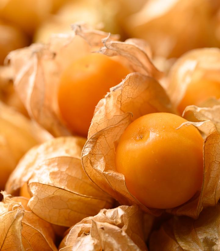 Husk Cherry - Cape gooseberry from Prides Corner Farms
