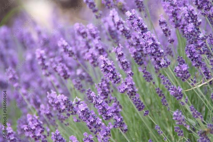 Lavender 'Angustifolia' - English lavender from Prides Corner Farms