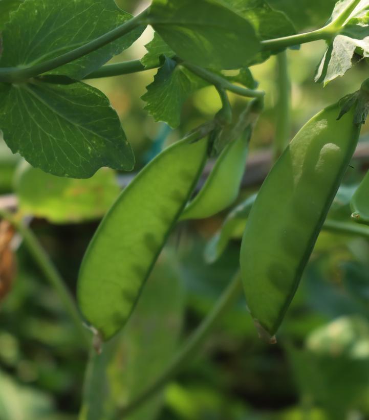 Pea ''Oregon Sugar'' - snow pea from Prides Corner Farms