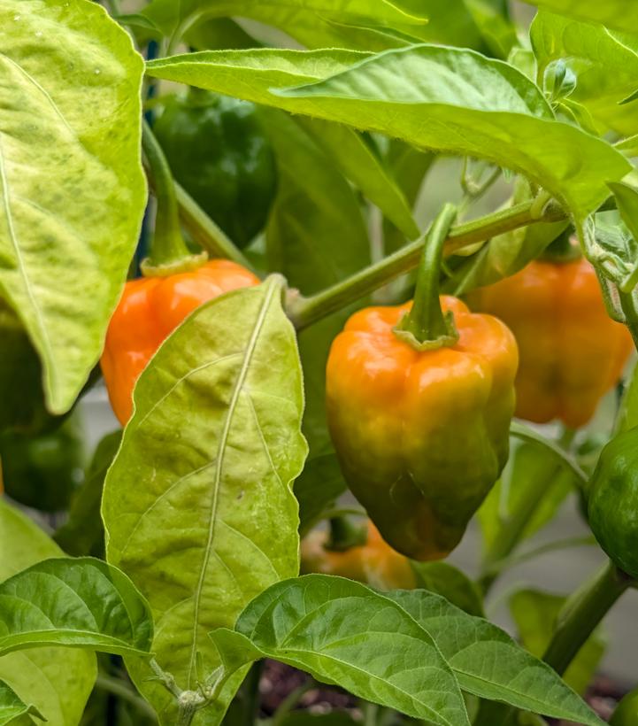 Pepper habanero - from Prides Corner Farms