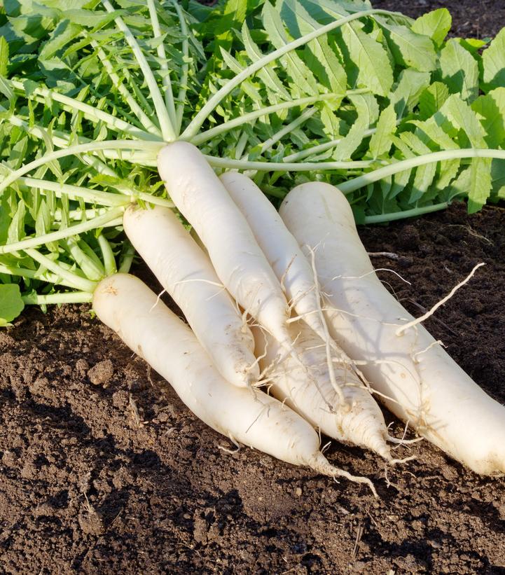 Radish - daikon - from Prides Corner Farms