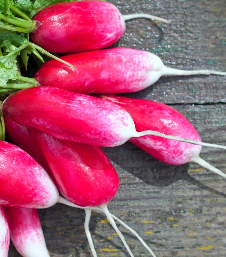 Radish ''French Breakfast'' - French breakfast radish from Prides Corner Farms