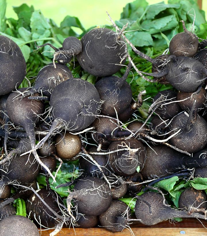 Radish ''Spanish Black'' - black radish from Prides Corner Farms