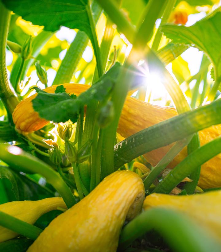 Squash ''Yellow Crookneck'' - yellow squash from Prides Corner Farms