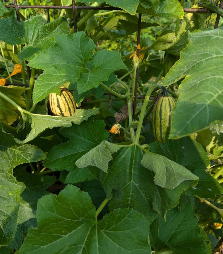 Squash ''Honey Boat'' - honey boat delicata from Prides Corner Farms
