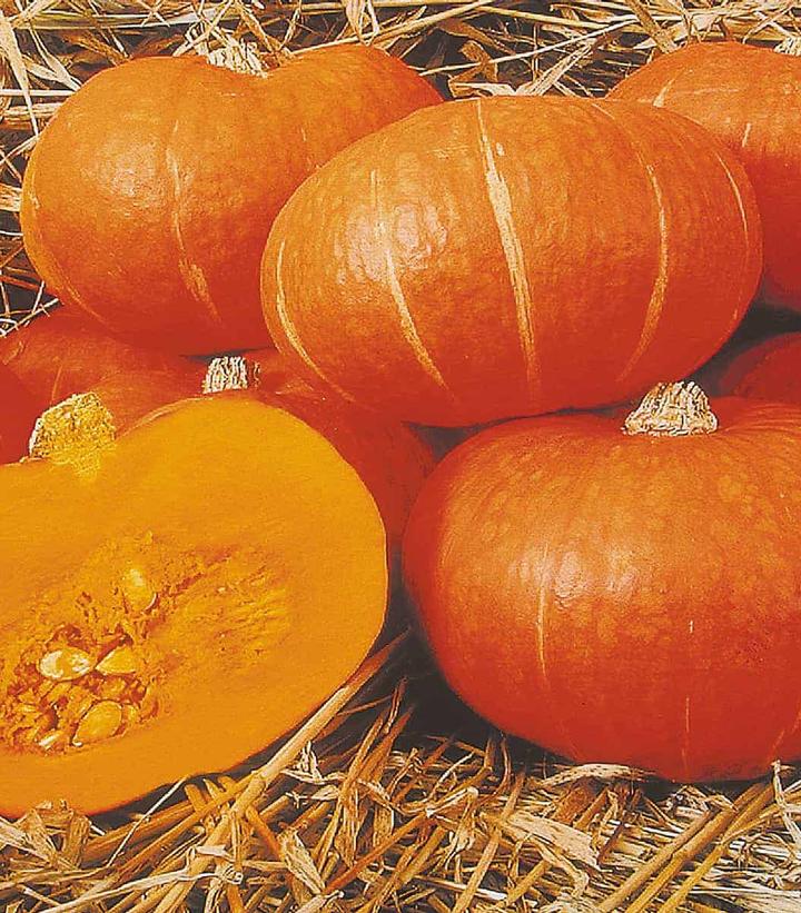 Squash ''Sunshine'' - Squash from Prides Corner Farms