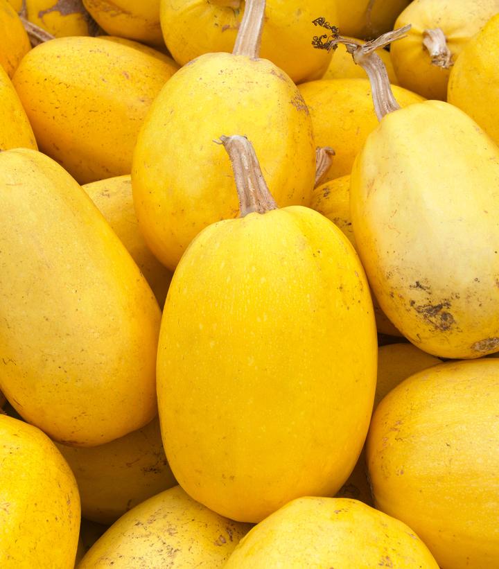 Squash 'Spaghetti' - vegetable spaghetti from Prides Corner Farms