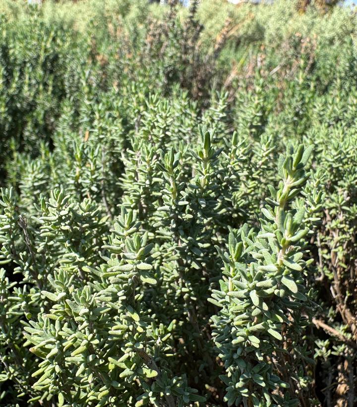 Thyme 'German Winter' - winter thyme from Prides Corner Farms