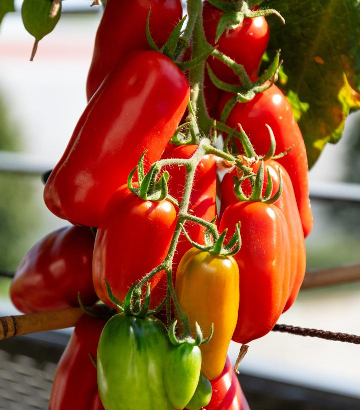 Tomato ''San Marzano'' - San Marzano tomato from Prides Corner Farms