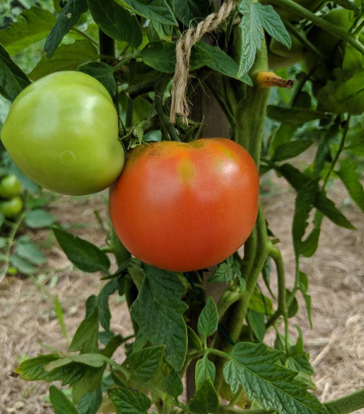 Image Credit: Prides Corner Farms