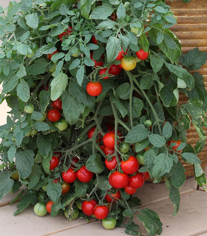 Image Credit: Ball Horticulture