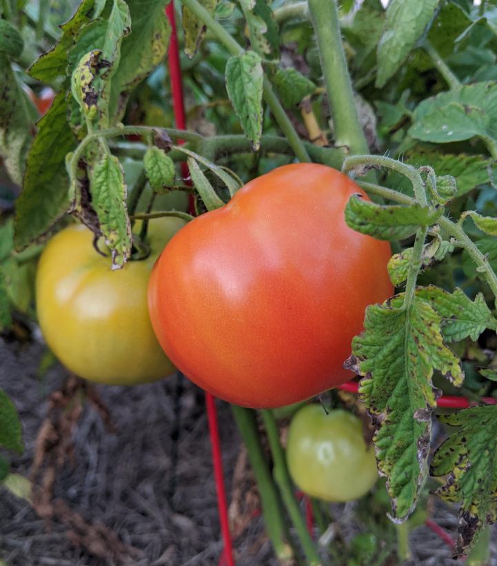 Image Credit: Prides Corner Farms