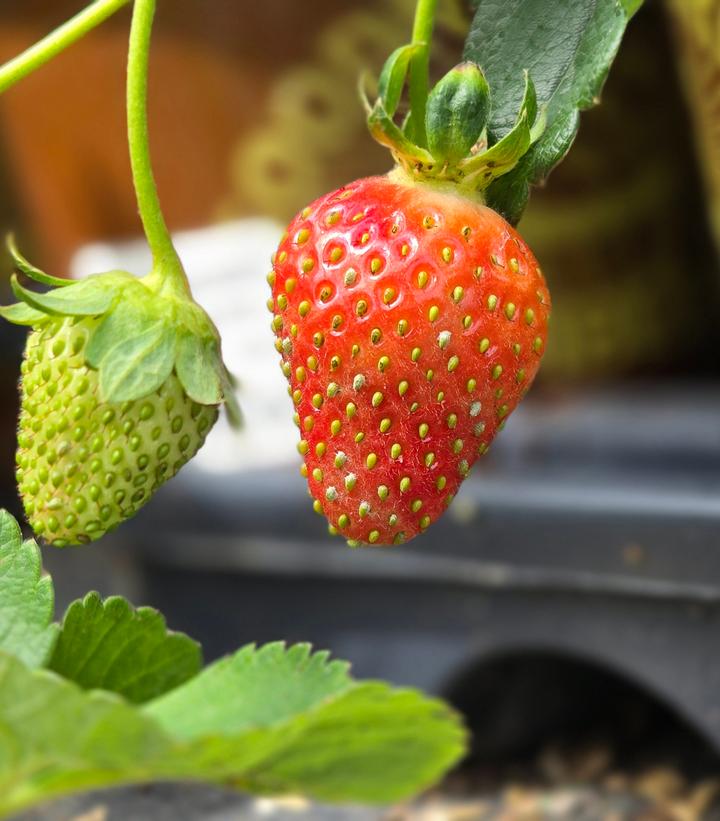 Image Credit: Prides Corner Farms