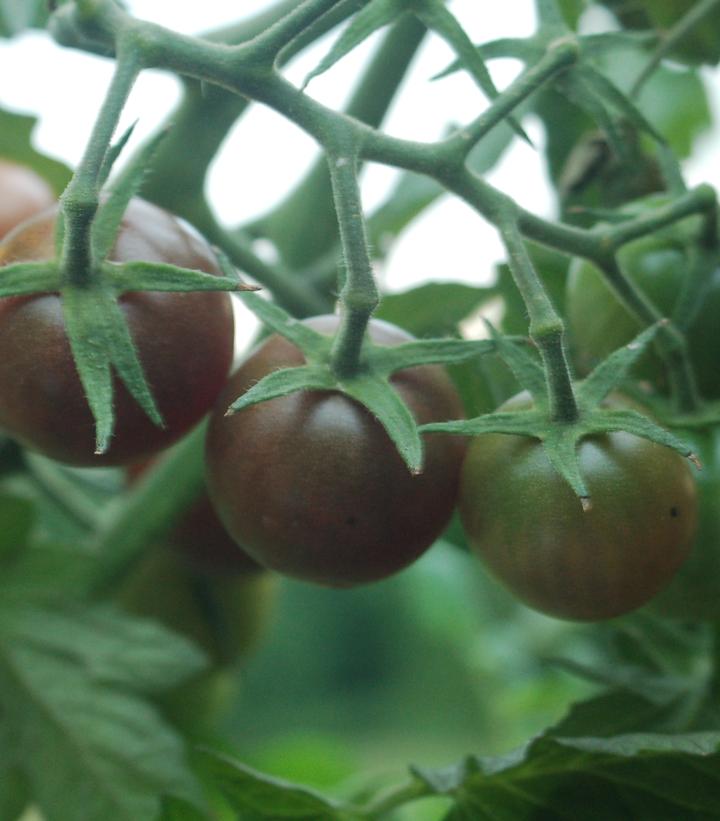 Image Credit: Prides Corner Farms