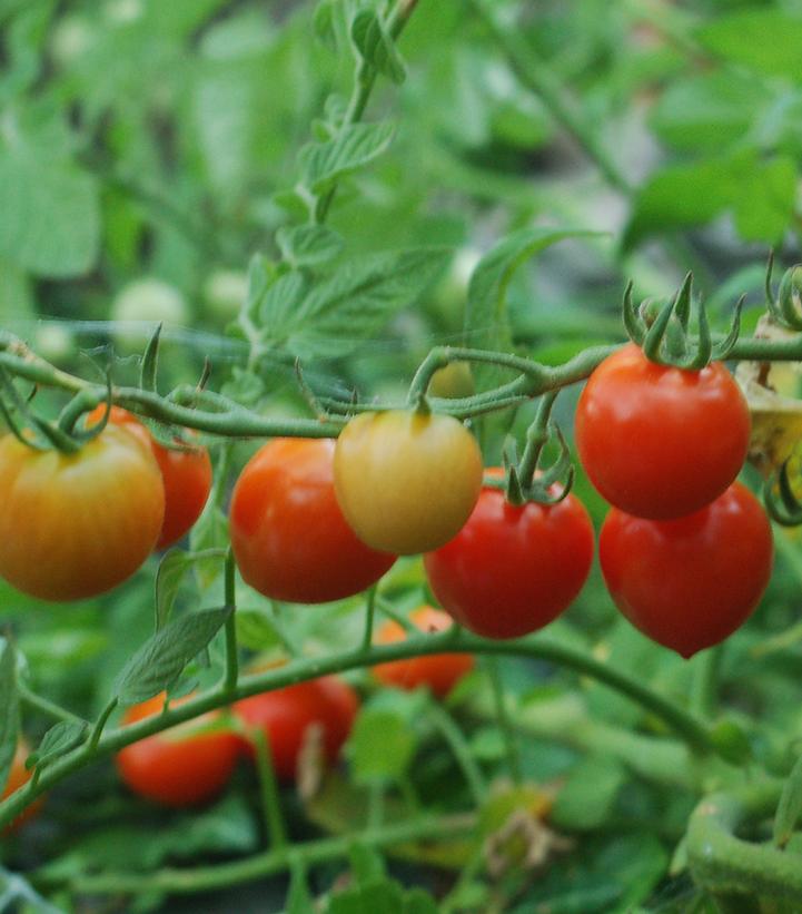 Image Credit: Prides Corner Farms