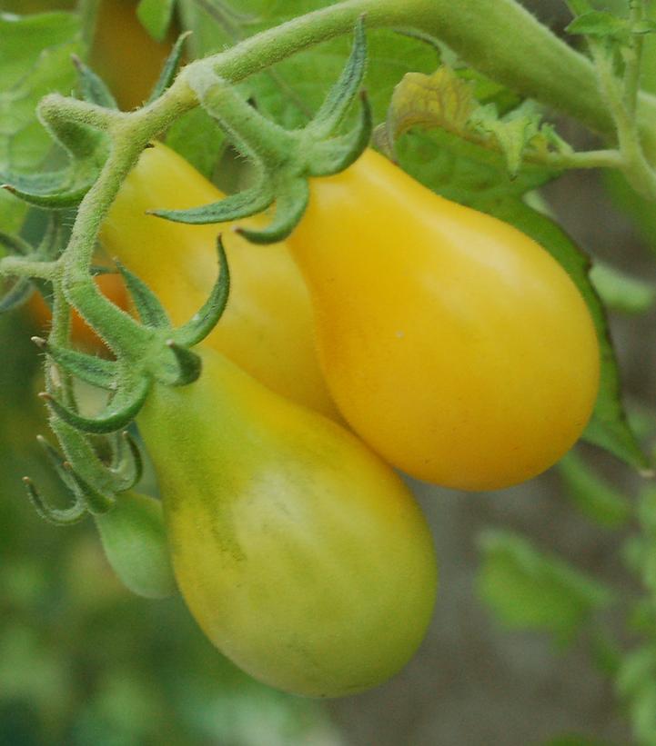Image Credit: Prides Corner Farms