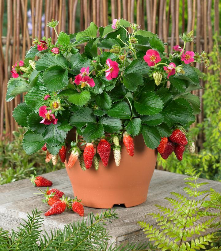 Image Credit: Walters Gardens