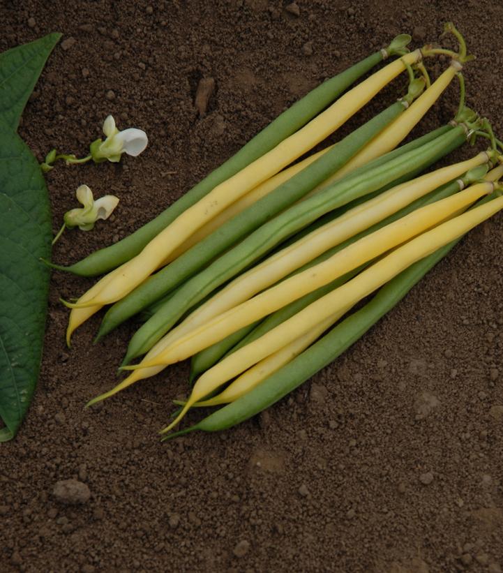 Image Credit: Ball Horticultural
