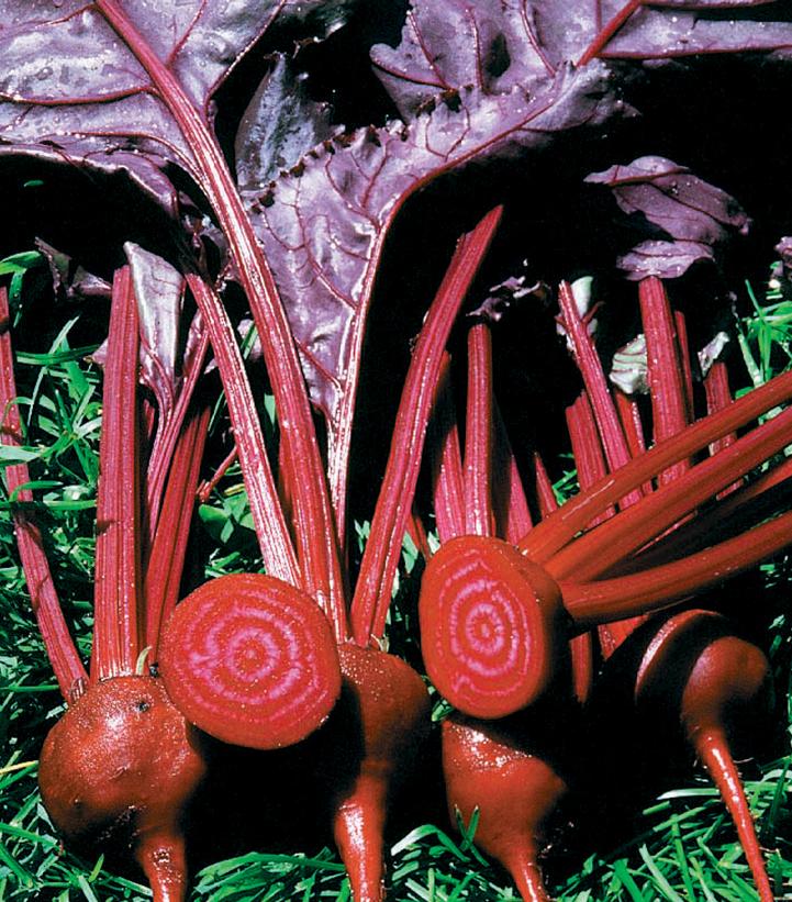 Image Credit: Johnny's Seeds