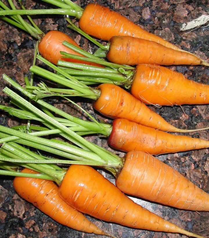 Image Credit: Lessons From The Garden