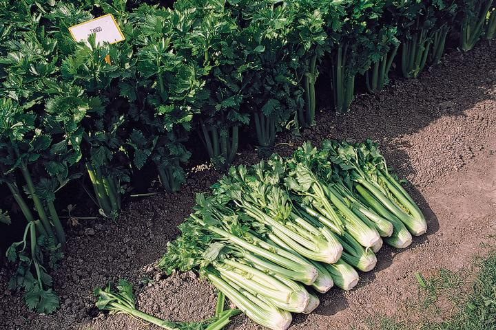 Image Credit: Ball Horticultural