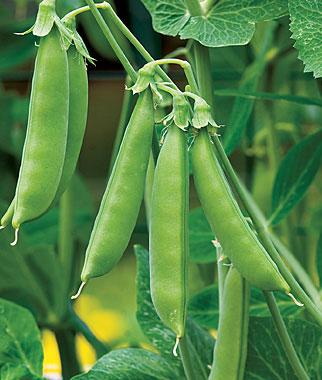 Pea 'Sugar Snap' - Sugar Snap Pea from Prides Corner Farms