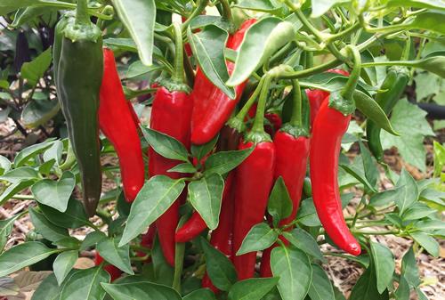 Pepper 'Cayennetta' - Cayennetta Hot Pepper from Prides Corner Farms