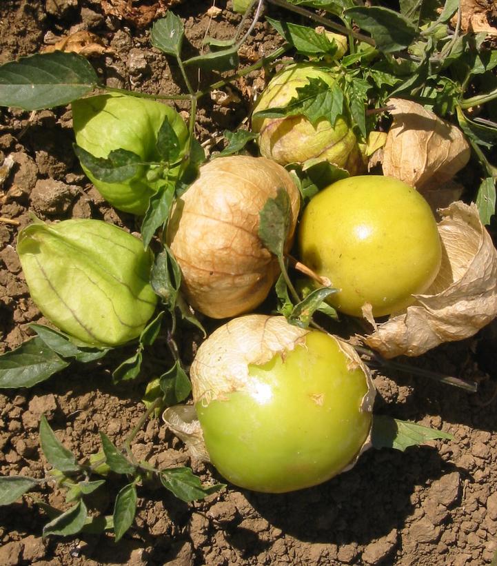 Image Credit: Ball Horticulture