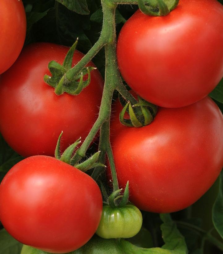 Image Credit: Ball Horticulture