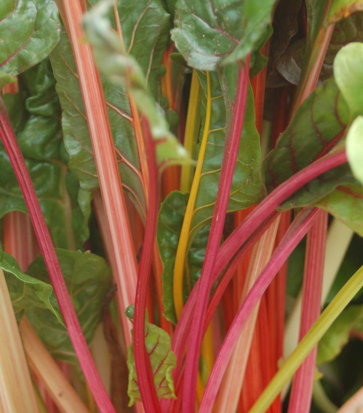 Image Credit: Prides Corner Farms