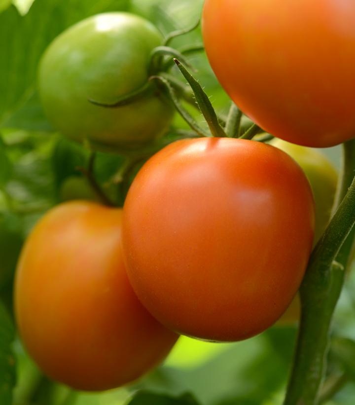Image Credit: Ball Horticulture