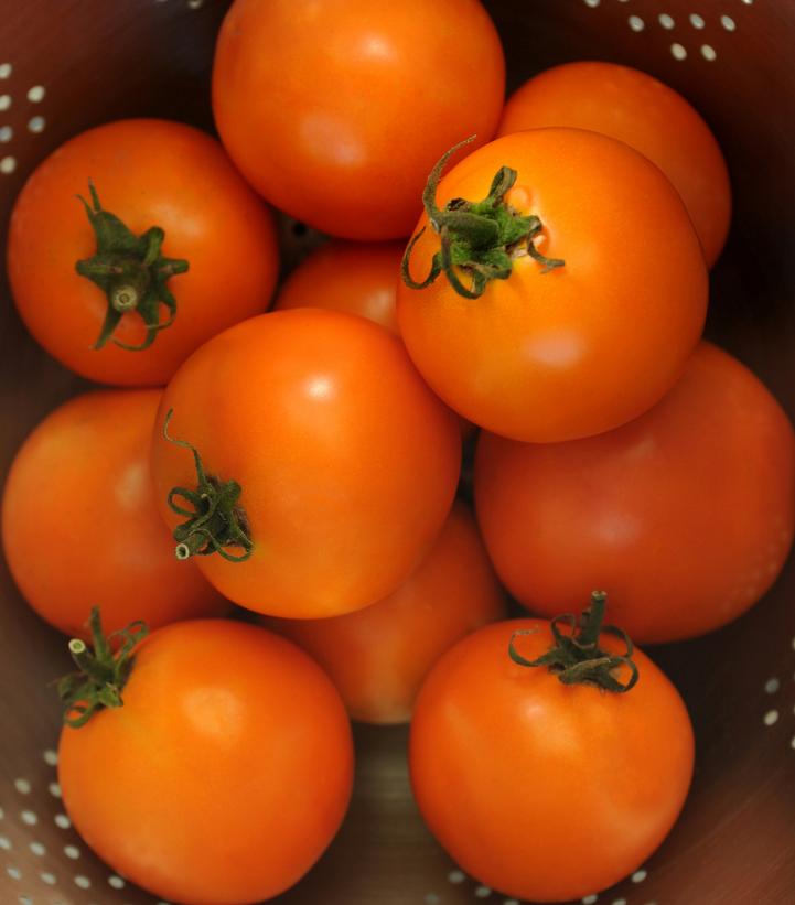 Image Credit: Ball Horticulture
