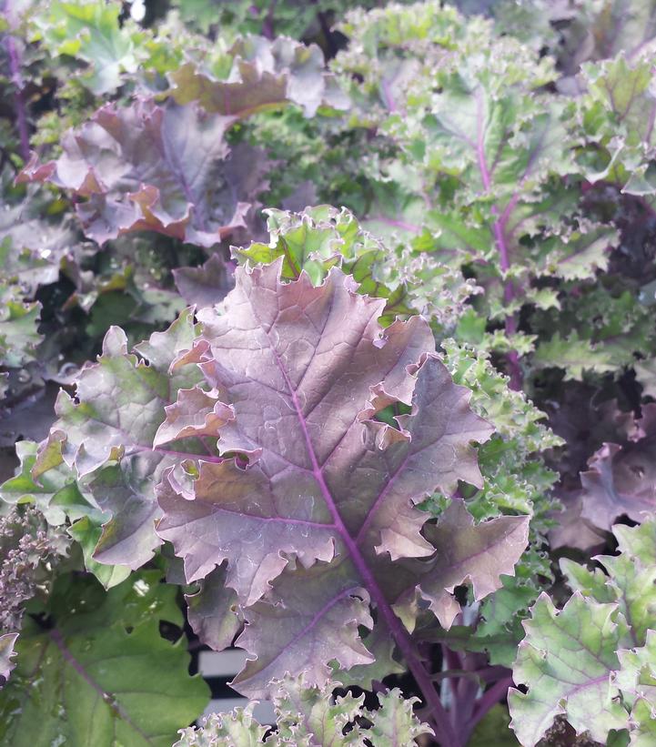 Image Credit: Prides Corner Farms