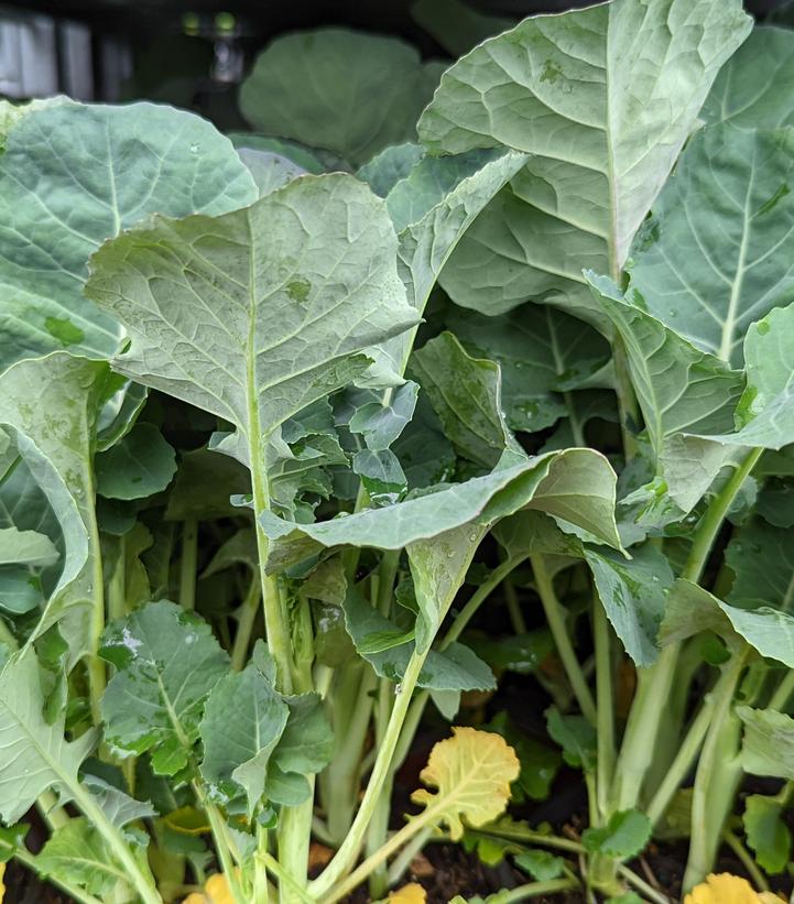 Image Credit: Prides Corner Farms
