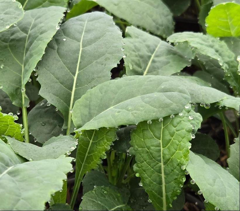 Image Credit: Prides Corner Farms