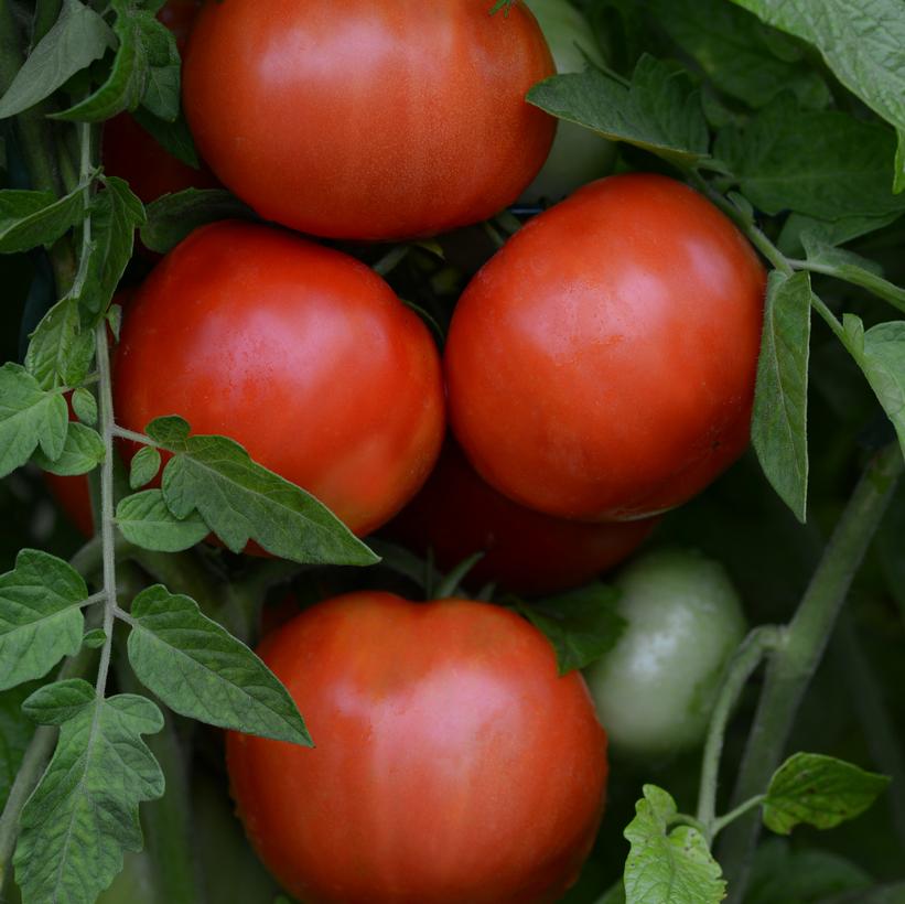 Image Credit: Ball Horticulture