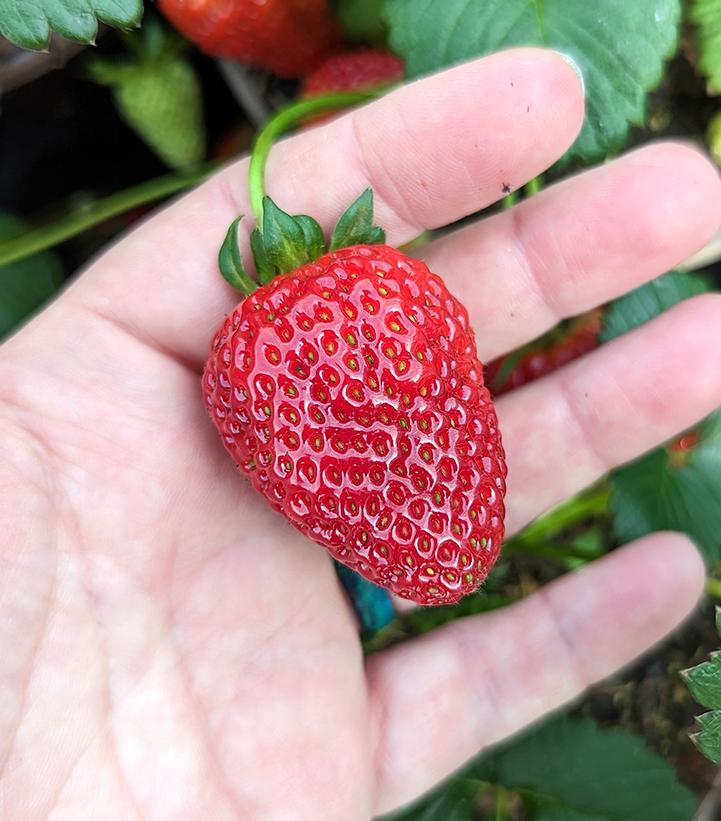 Image Credit: Prides Corner Farms