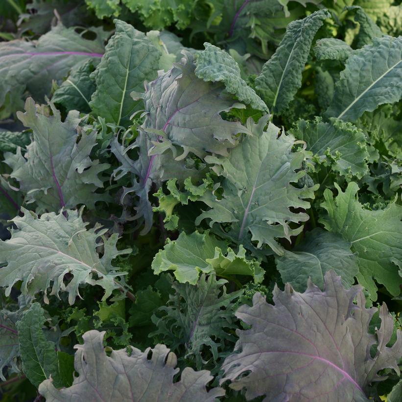 Image courtesy of Ball Horticulture