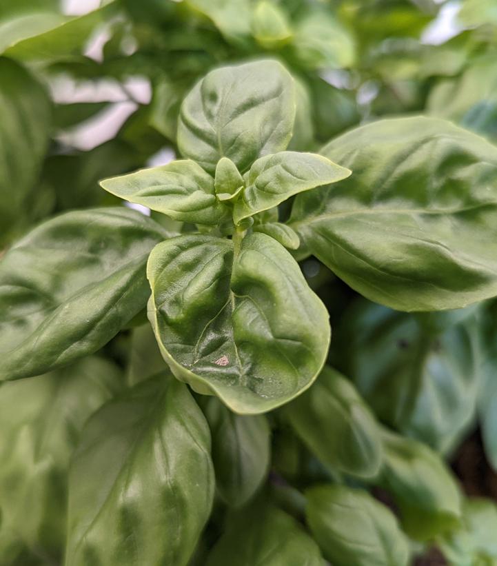 Image Credit: Prides Corner Farms