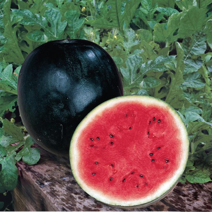 Image courtesy of Ball Horticulture