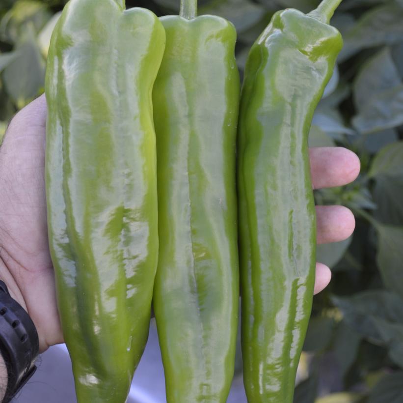 Image courtesy of Ball Horticulture