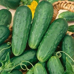 Cucumber ''Homemade Pickles'' - photo courtesy of Ball Seed
