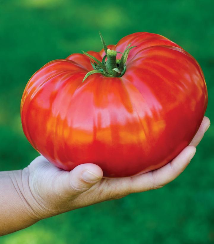 Image Credit: Ball Horticulture