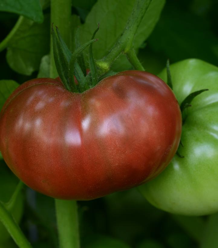 Image Credit: Ball Horticulture