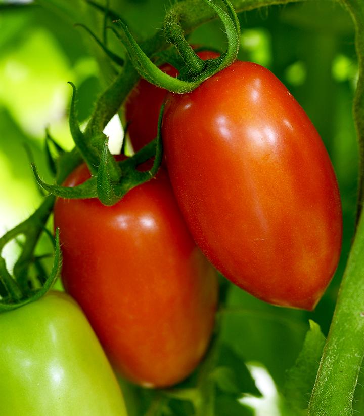 Image Credit: Ball Horticultural