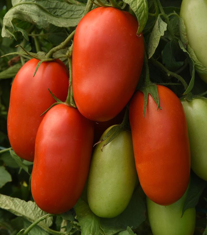 Image Credit: Ball Horticulture